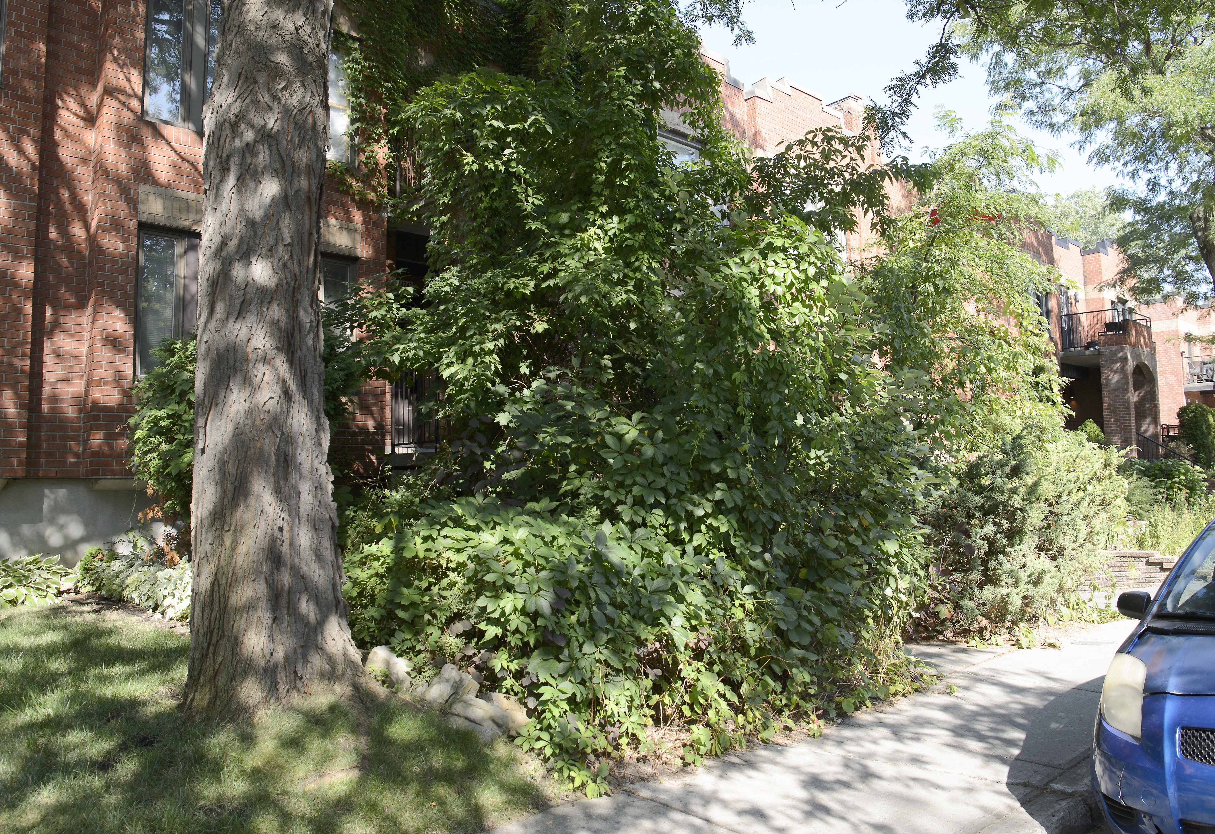 Roger Harvey at home on neighboring baffles? Guy Massicotte has not cut the tree branches in front of his Rosemont residence for several years.